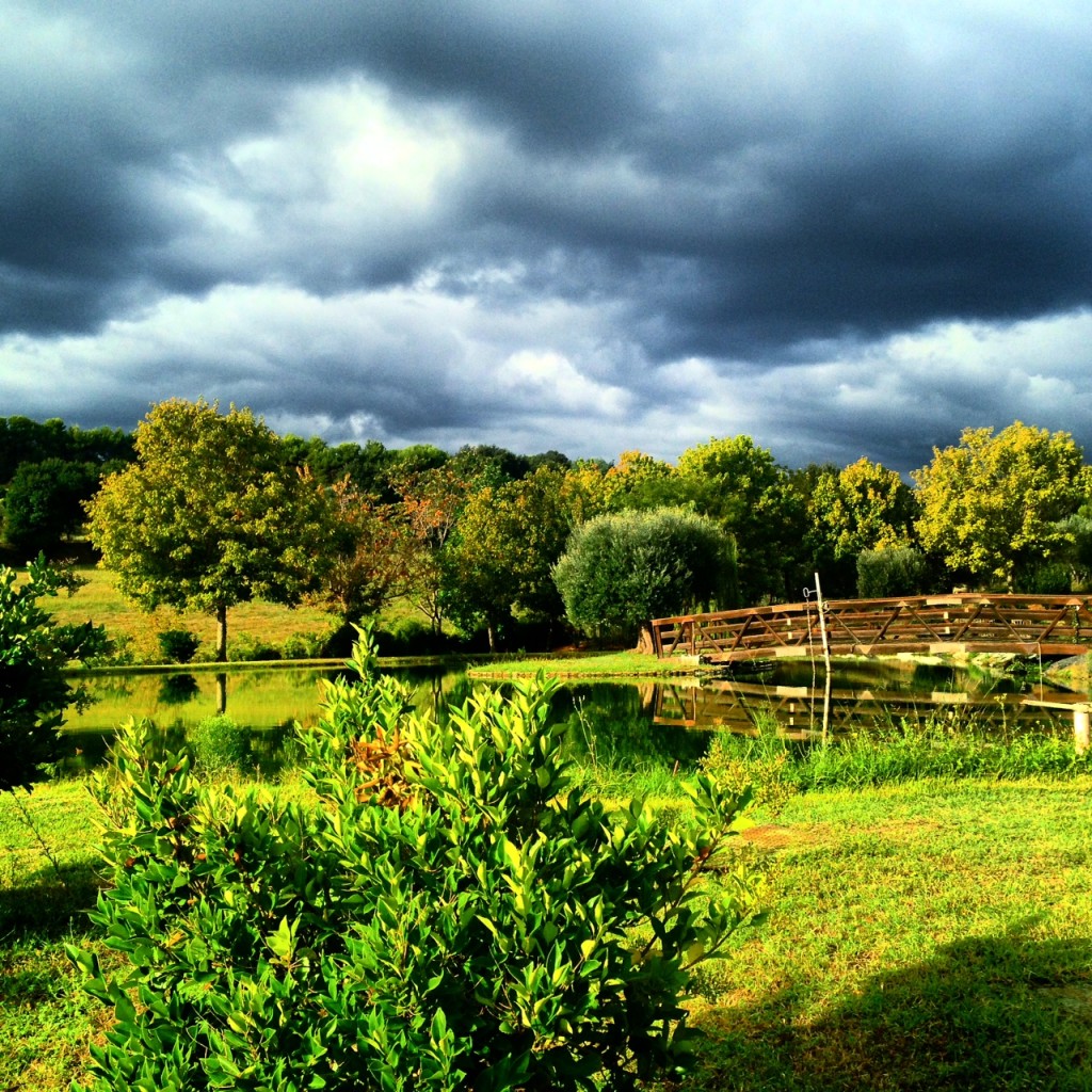 ... my lake at the house among the olive trees