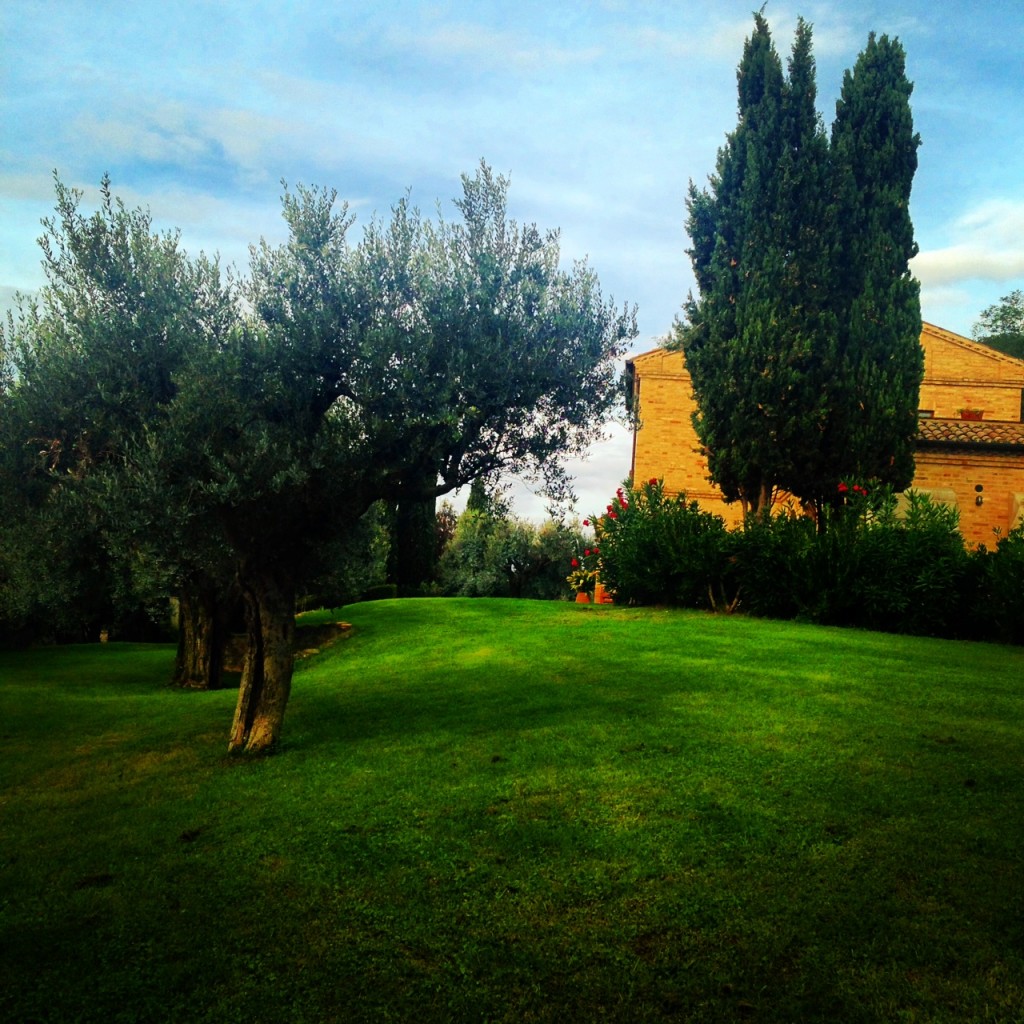 at mu home, among the olive trees