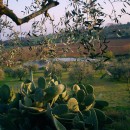 dalbed&breakfast“la casa tra gli ulivi”dalle Marche…scopri l’Infinito!